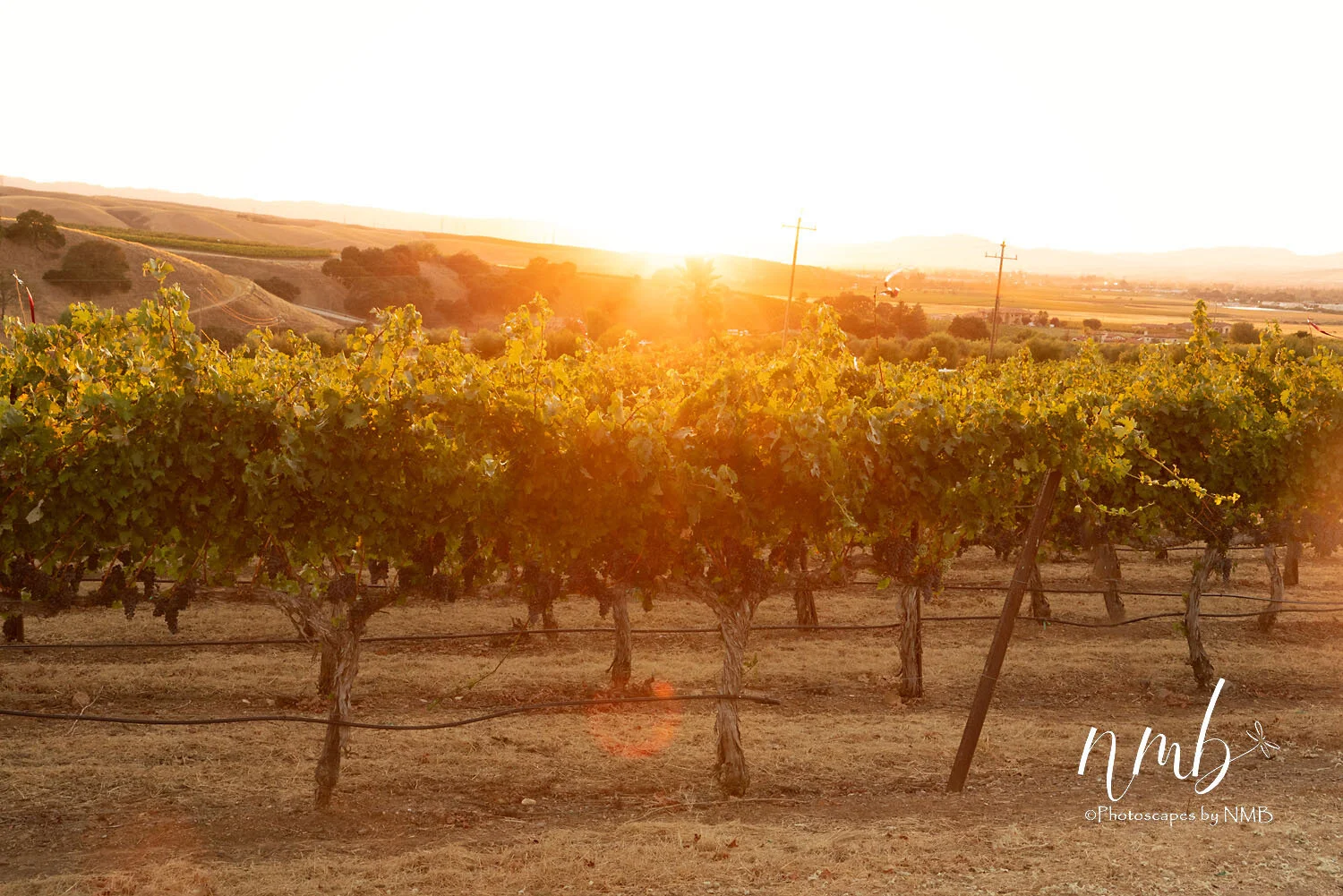 25web_vineyards.jpg