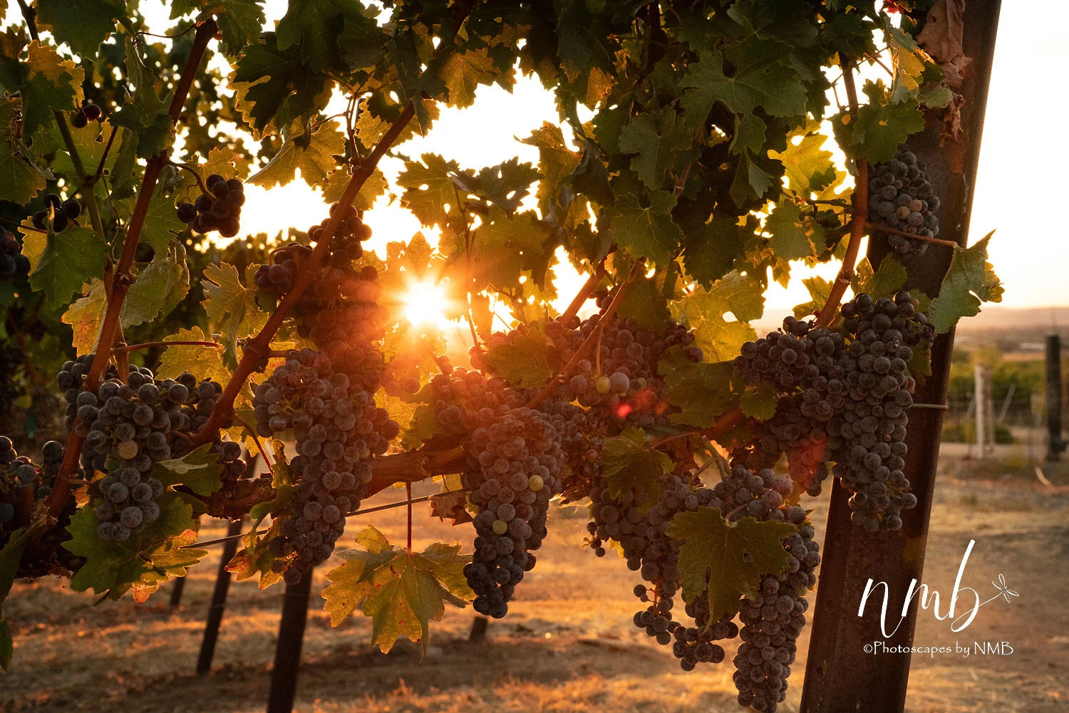 26web_vineyards.jpg