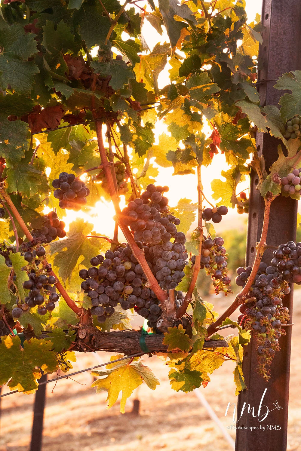 24web_vineyards.jpg