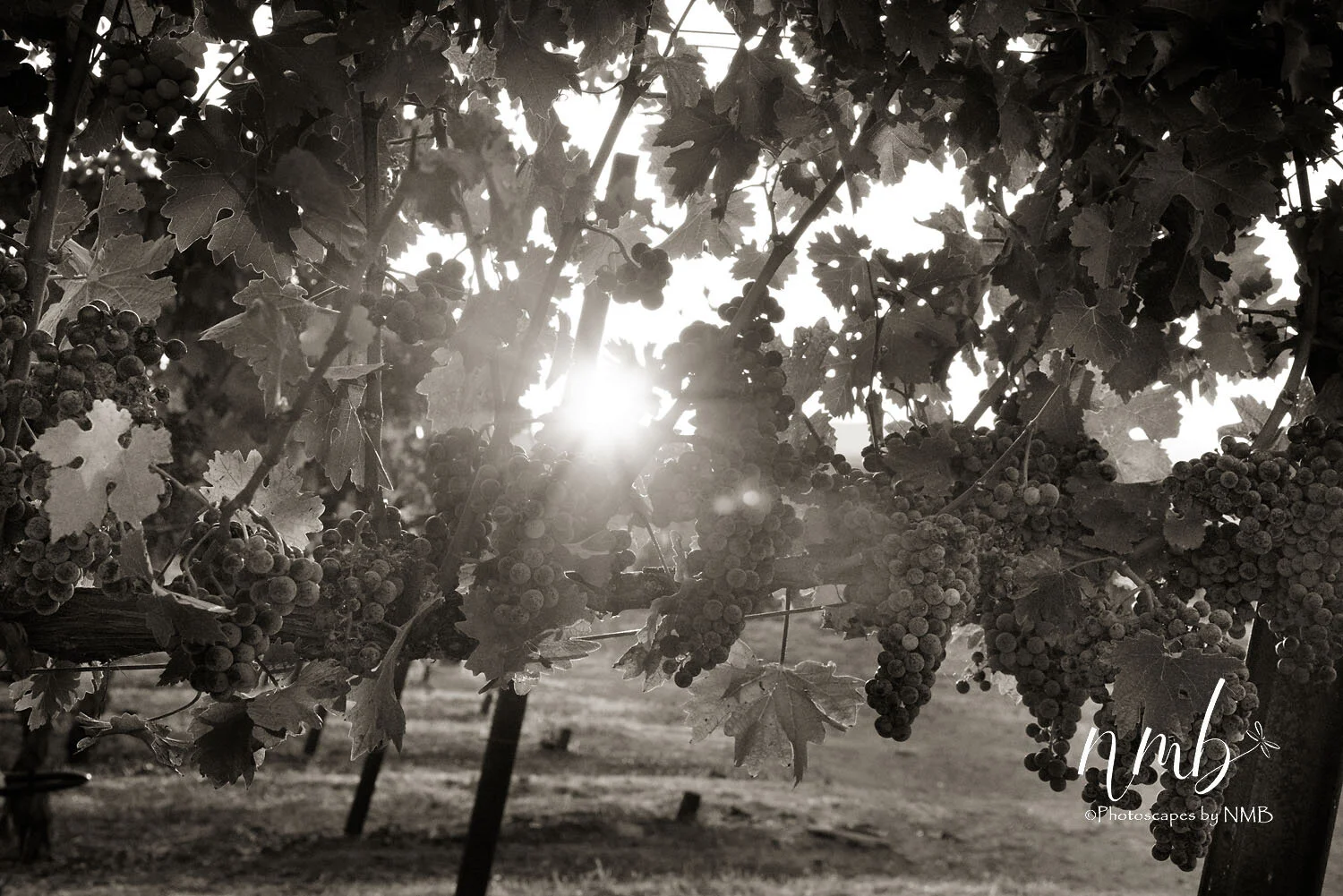 27web_vineyards.jpg