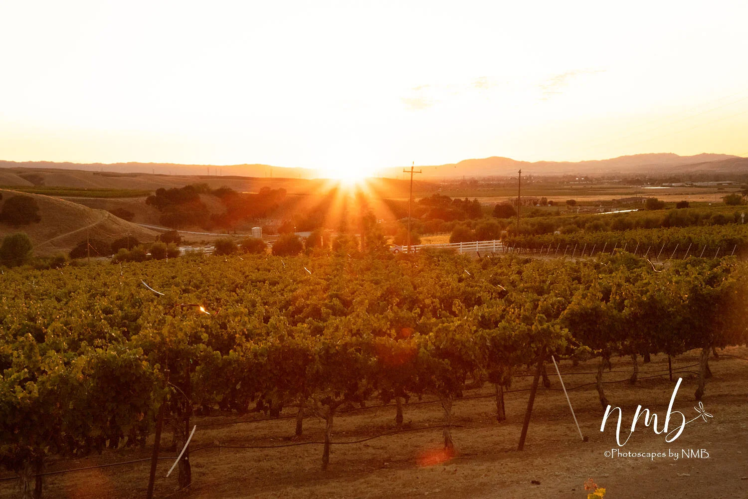 28web_vineyards.jpg