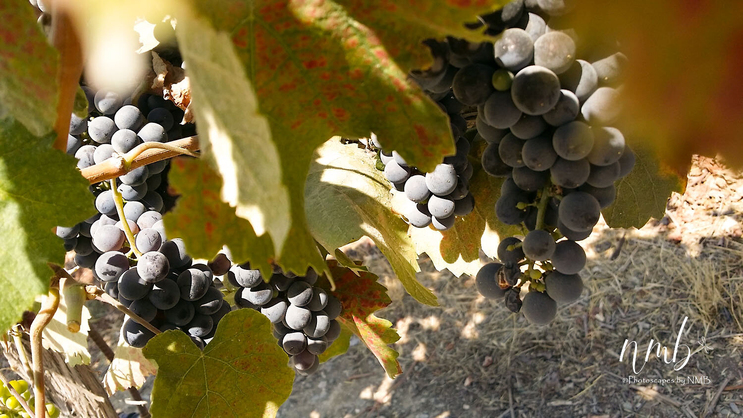 30web_vineyards.jpg