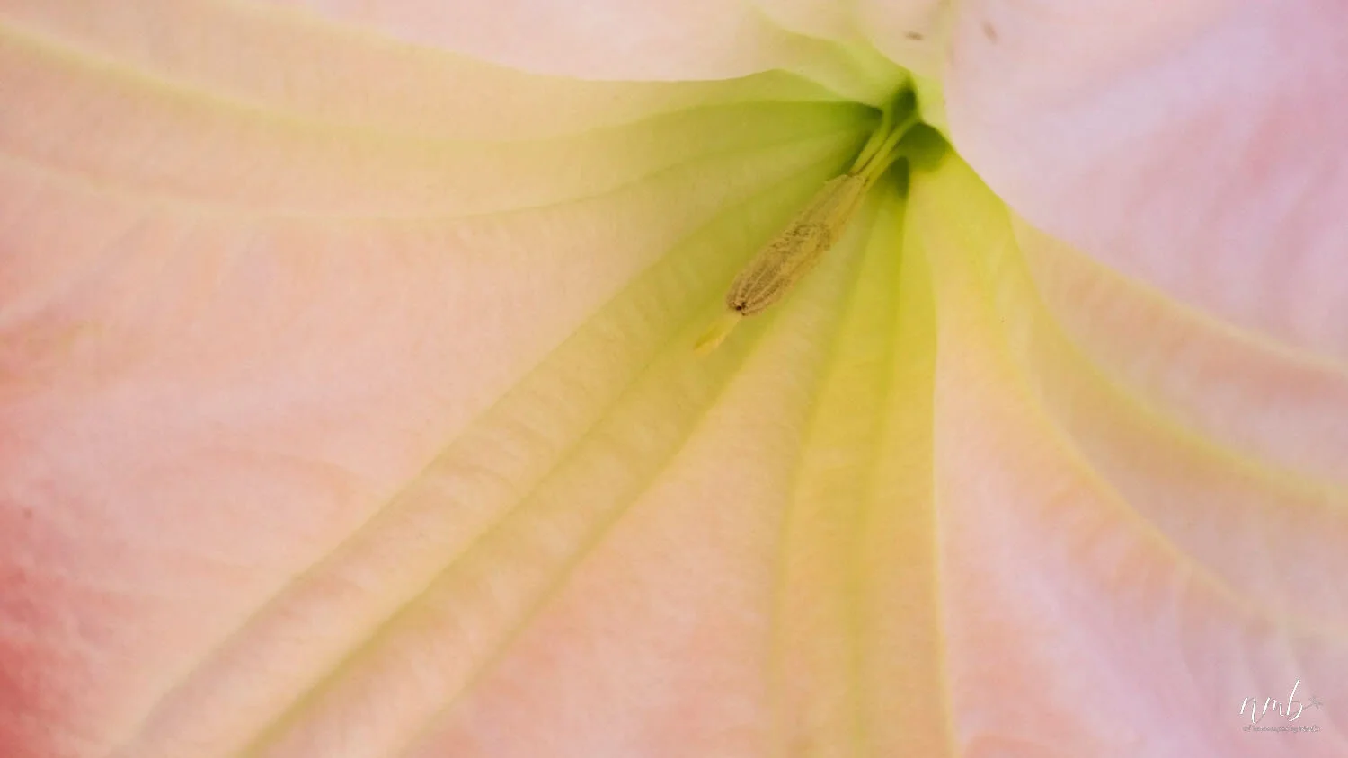 001from the garden web.jpg