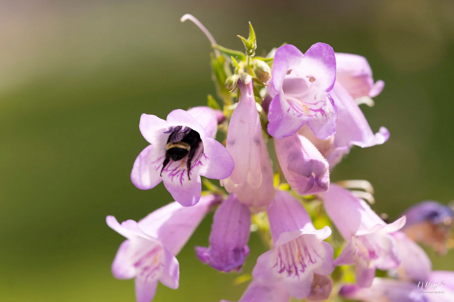 005from the garden web.jpg