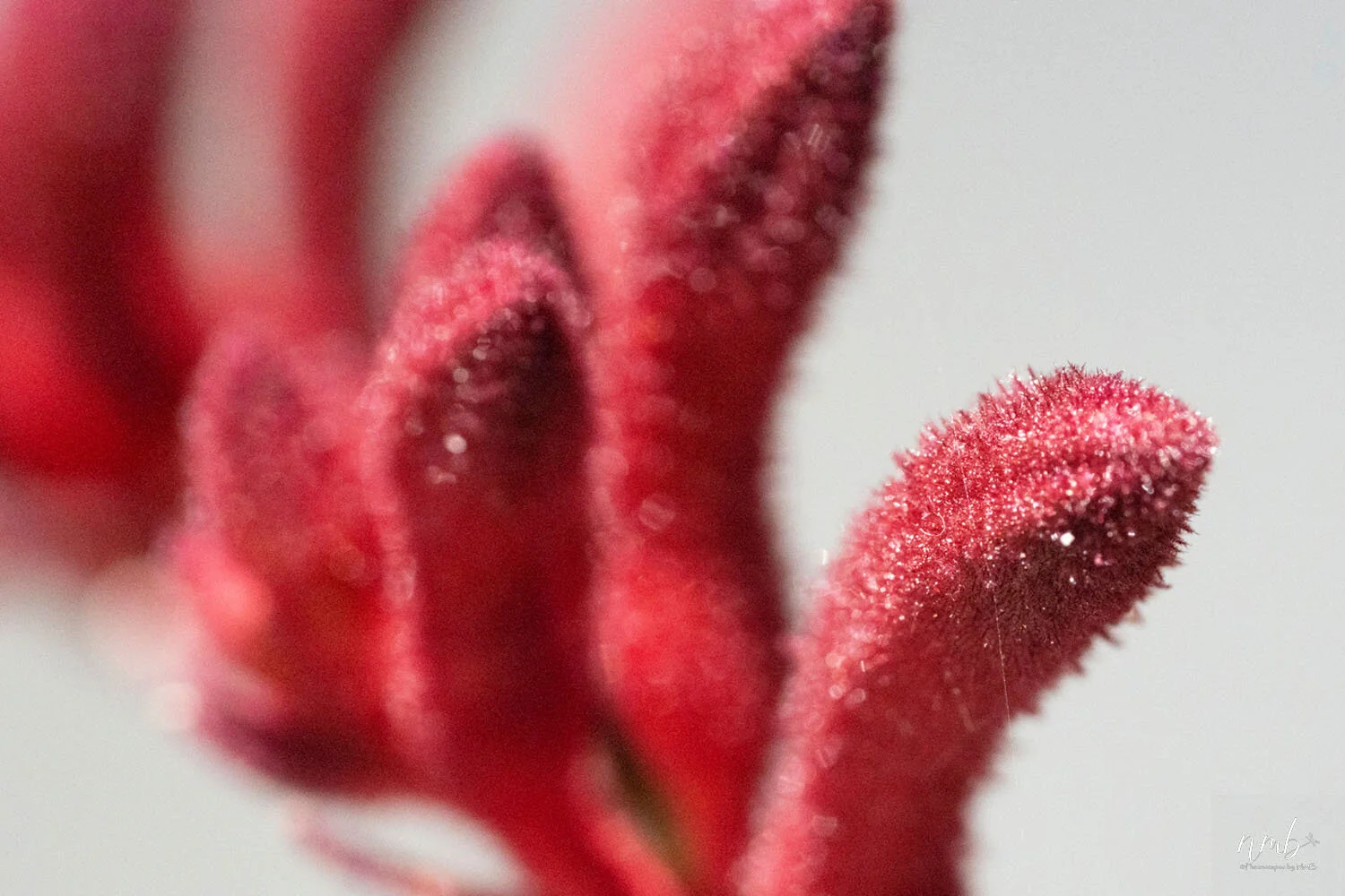 004from the garden web.jpg