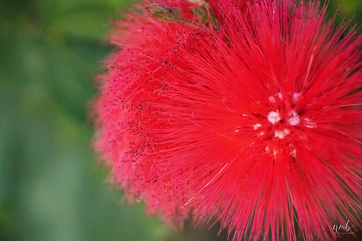 003from the garden web.jpg