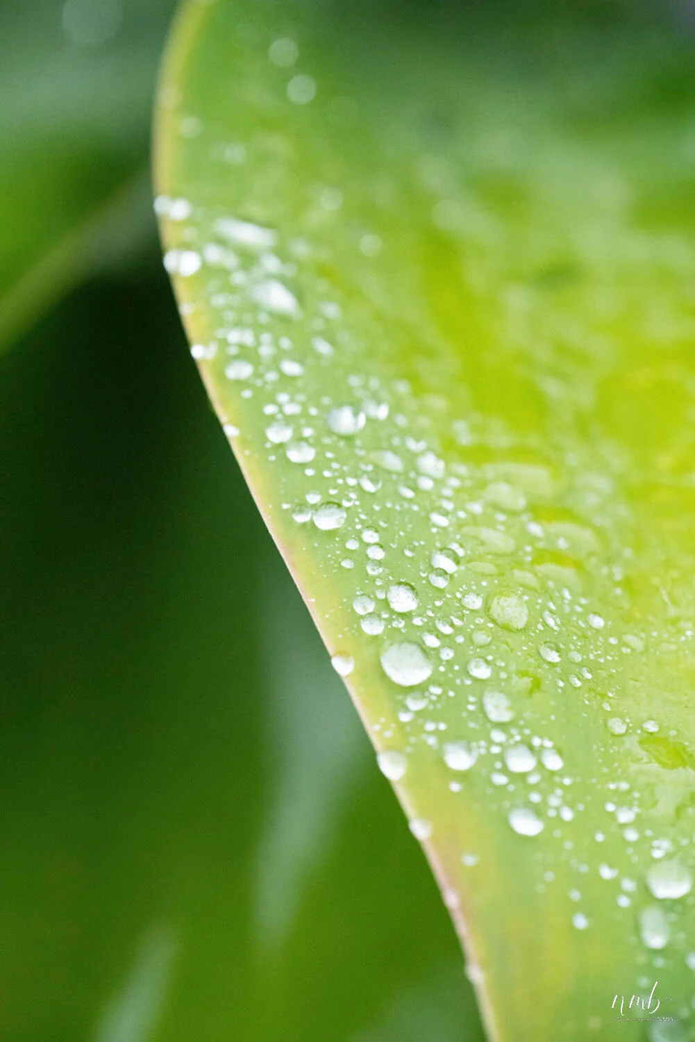 002from the garden web.jpg