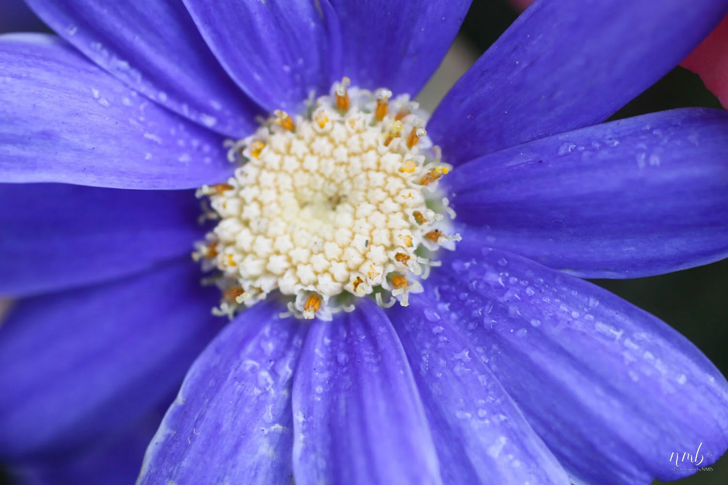 018from the garden web.jpg