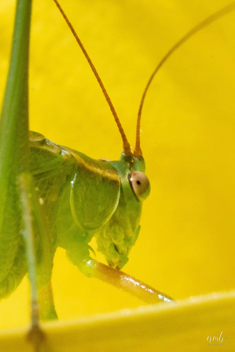 014from the garden web.jpg