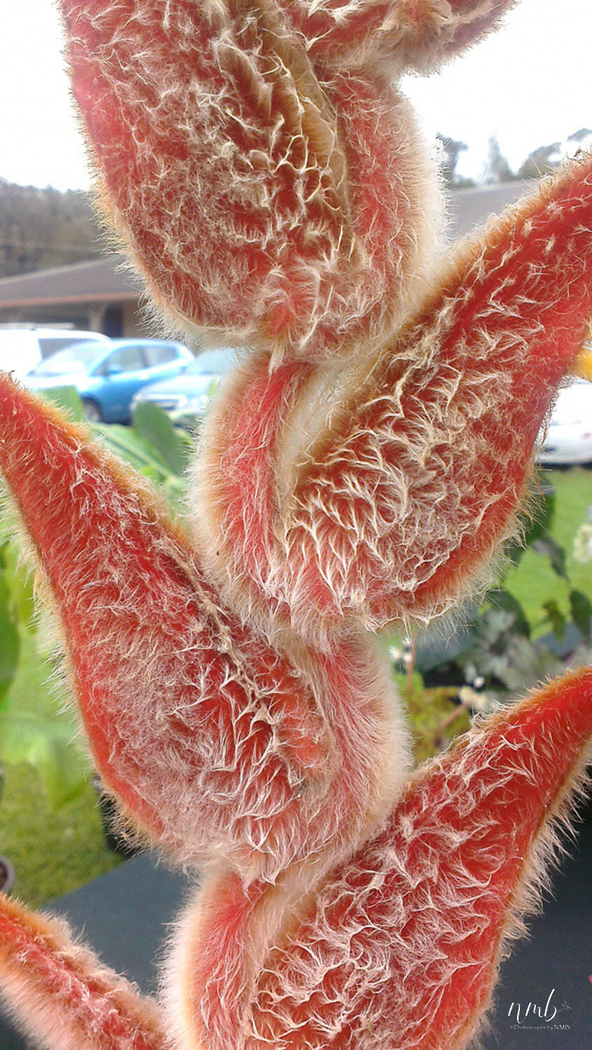 017from the garden web.jpg