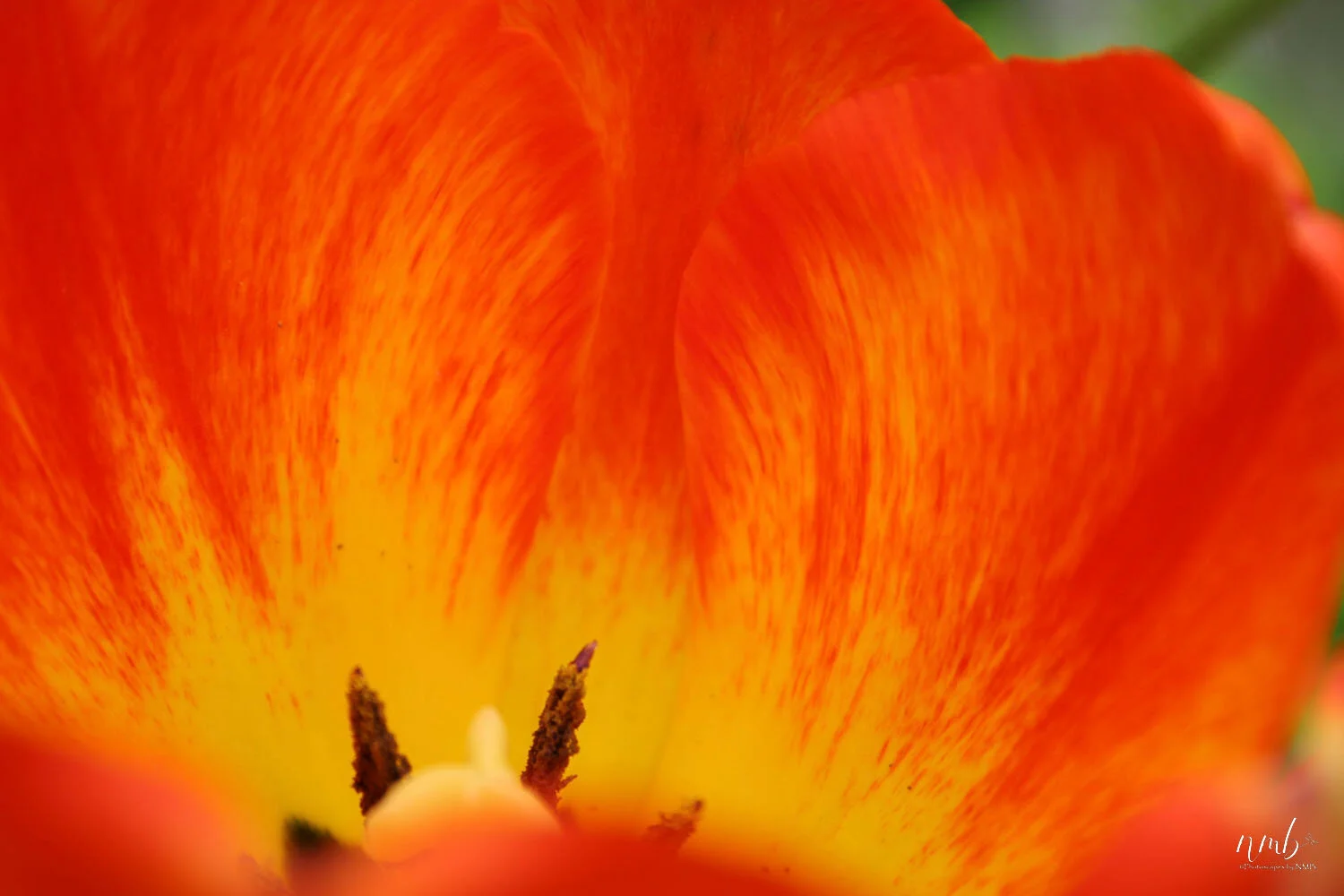 022from the garden web.jpg