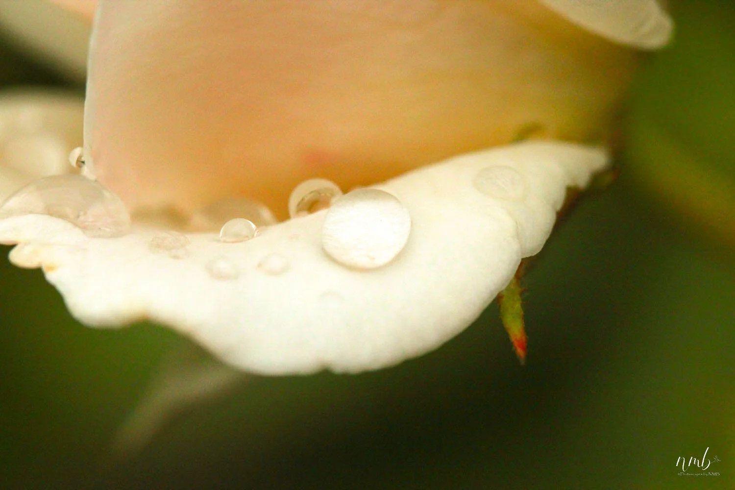 023from the garden web.jpg