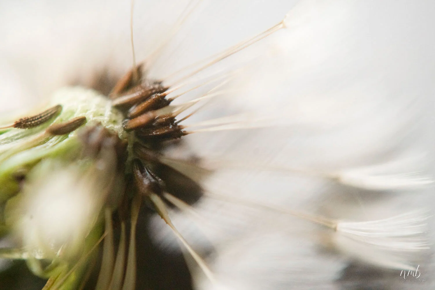 026from the garden web.jpg