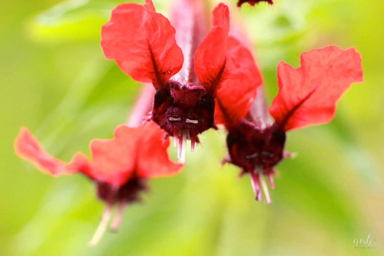 024from the garden web.jpg