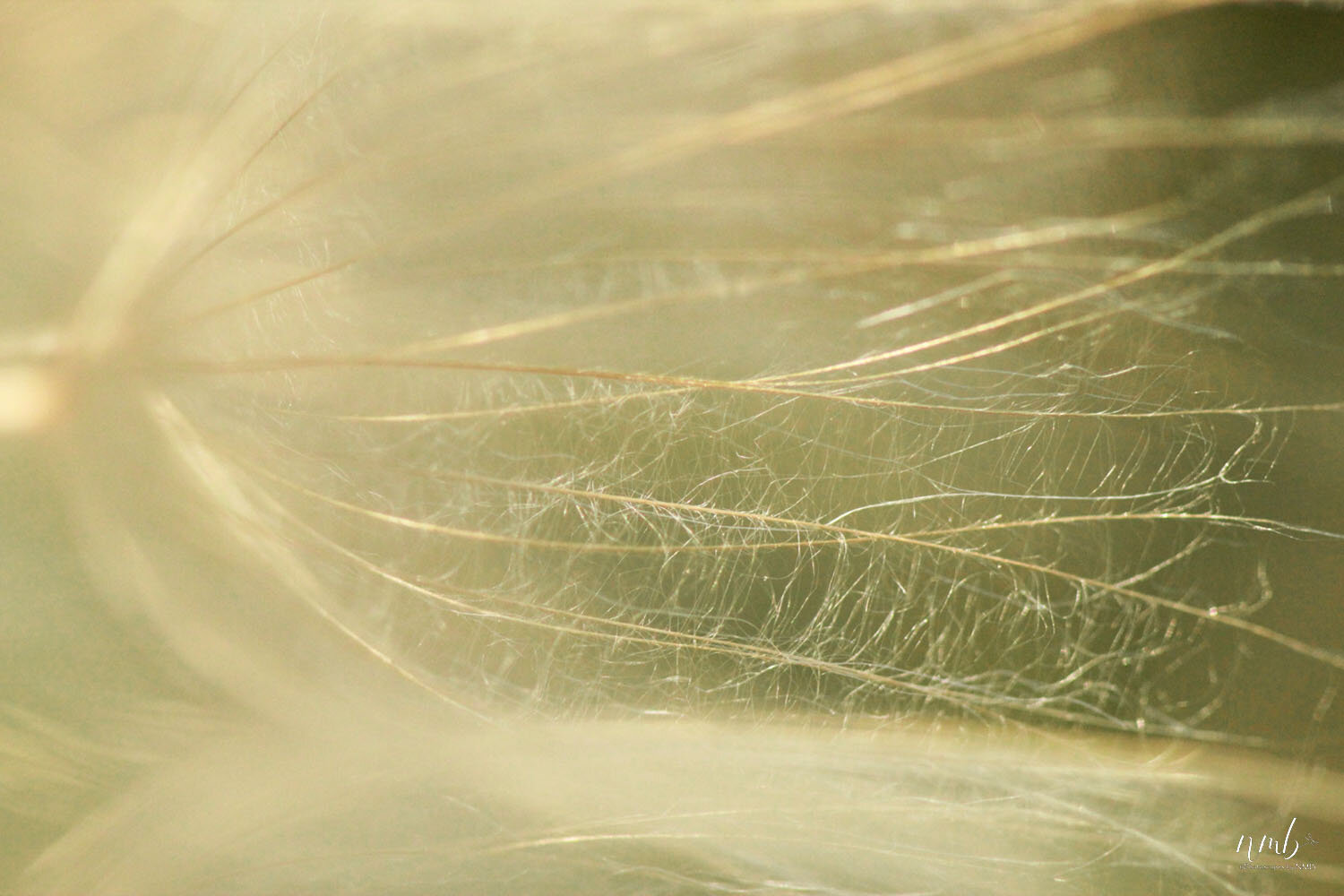 028from the garden web.jpg
