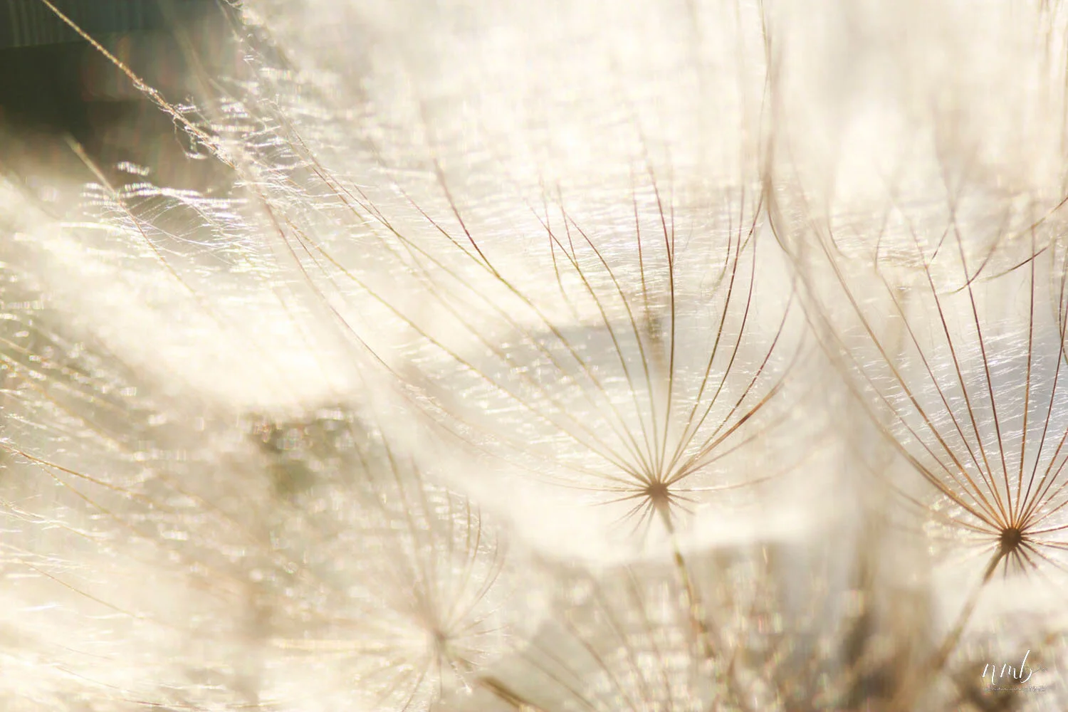027from the garden web.jpg