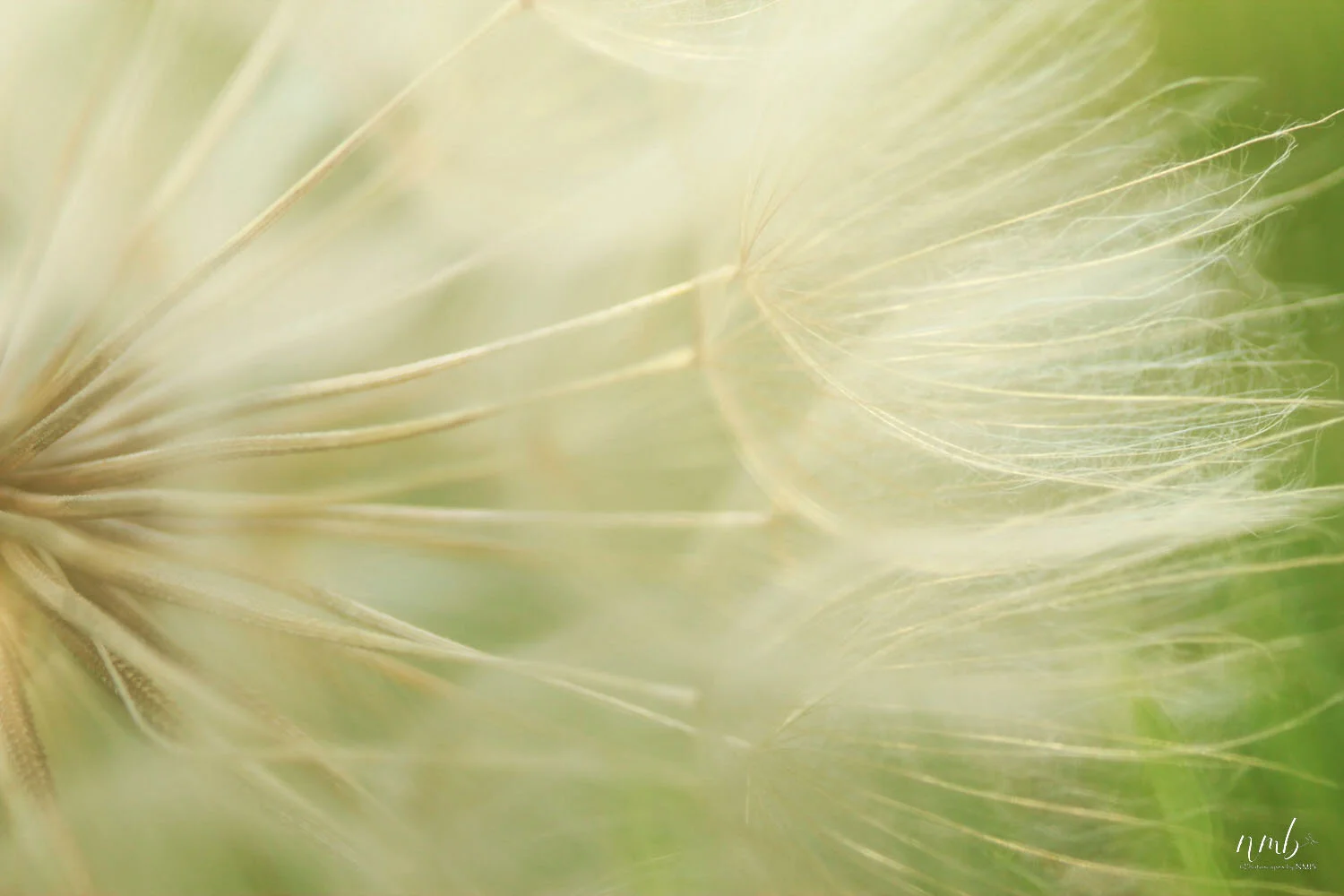 029from the garden web.jpg