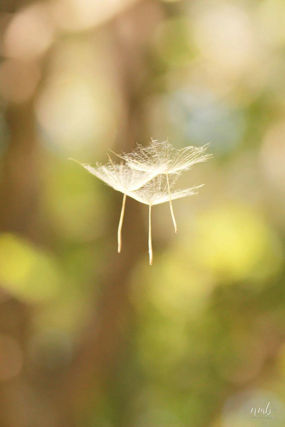 031from the garden web.jpg
