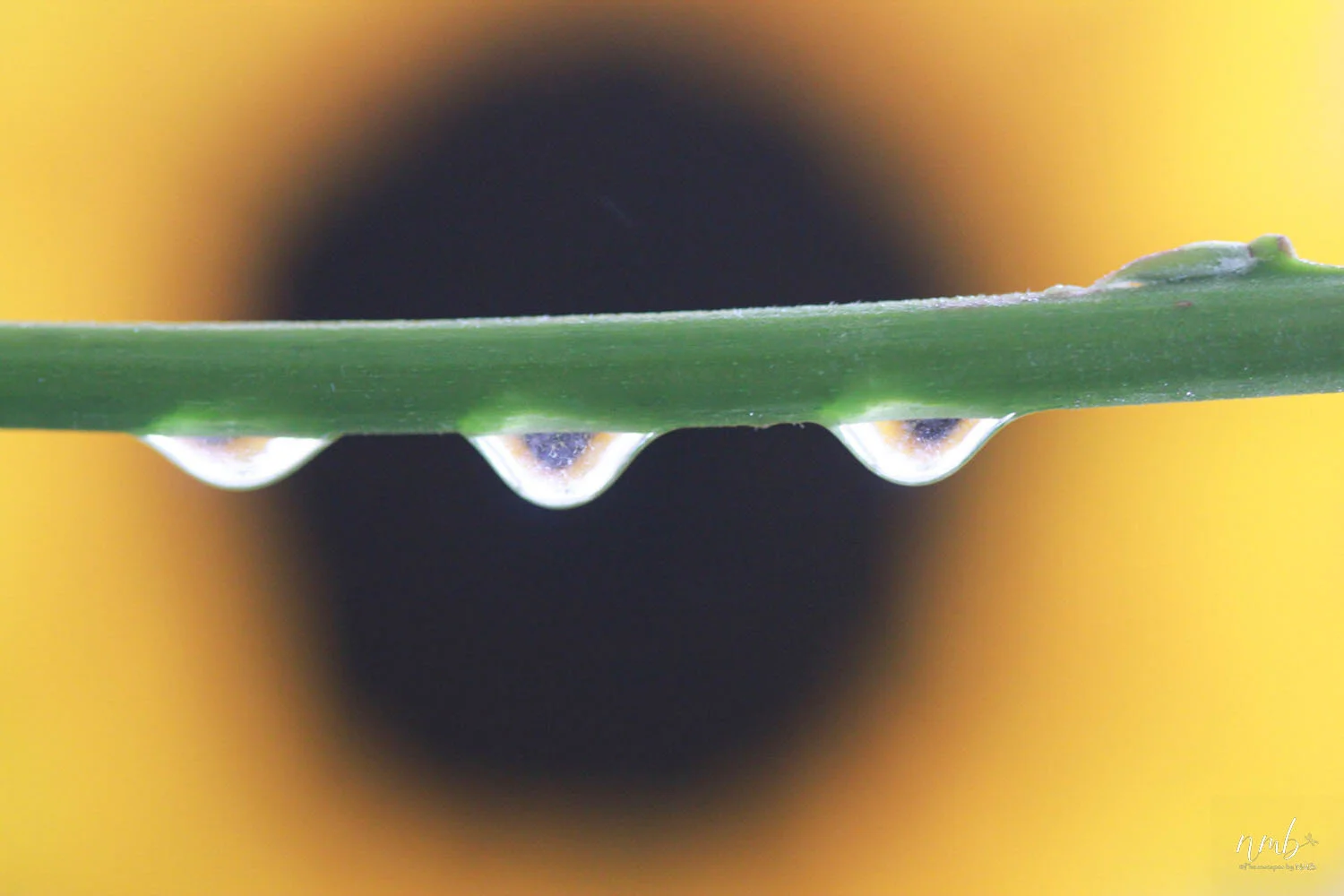 032from the garden web.jpg