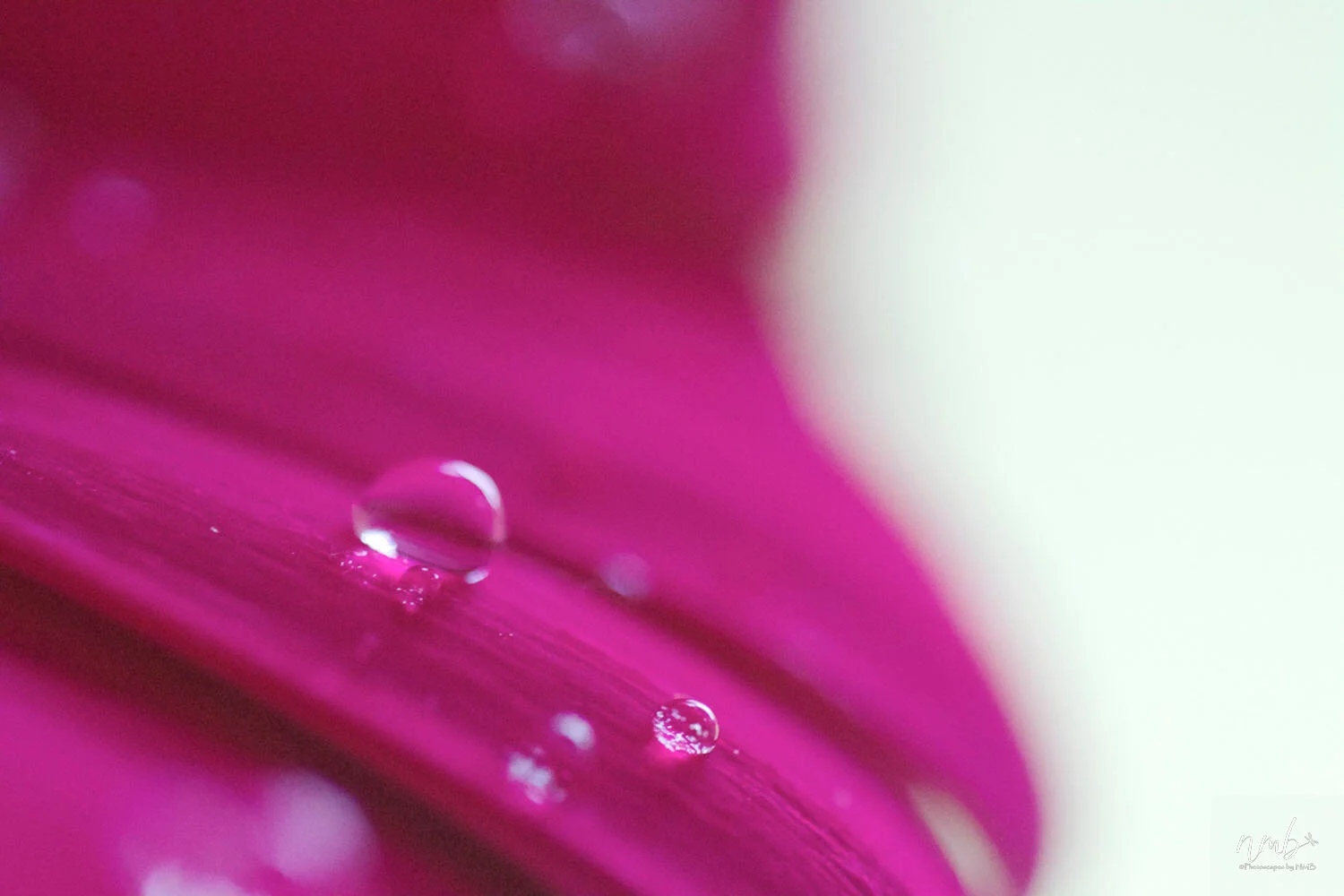 033from the garden web.jpg
