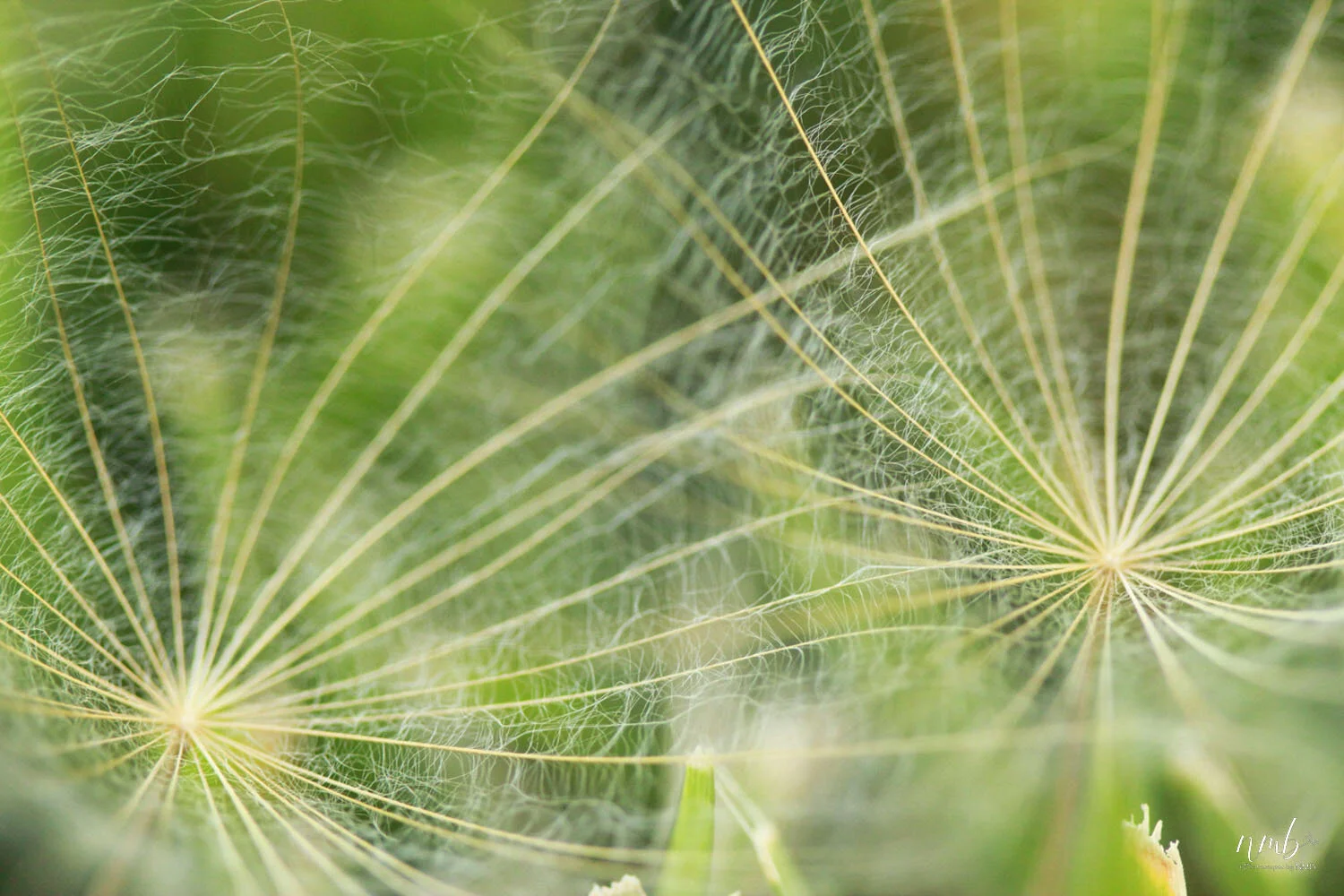 030from the garden web.jpg