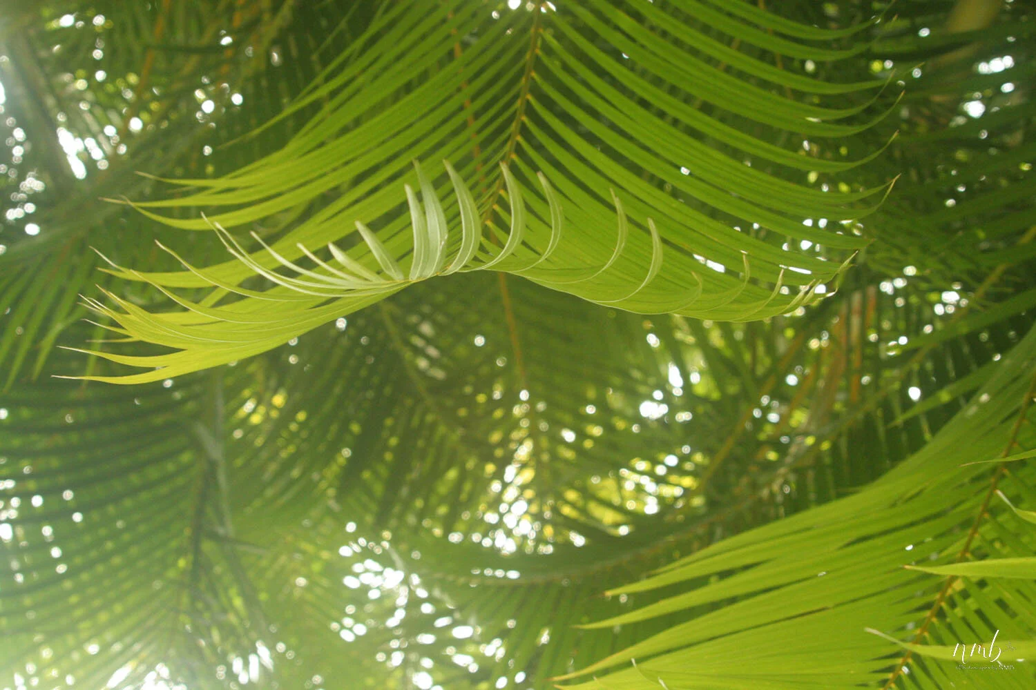 034from the garden web.jpg