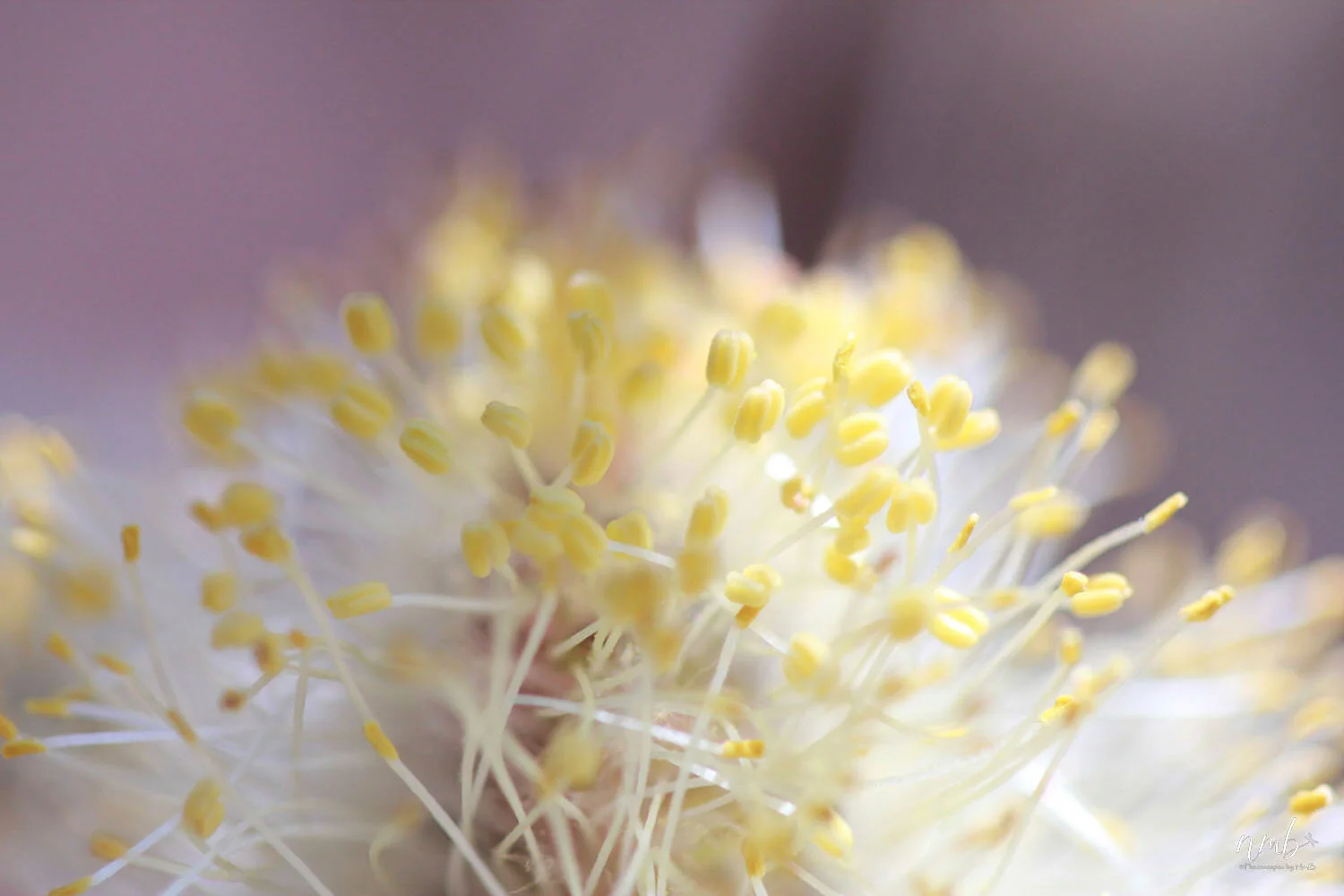 038from the garden web.jpg