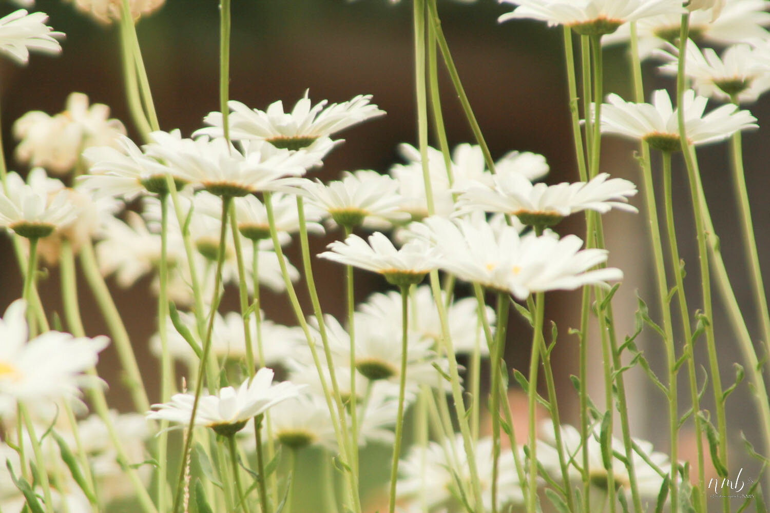 036from the garden web.jpg