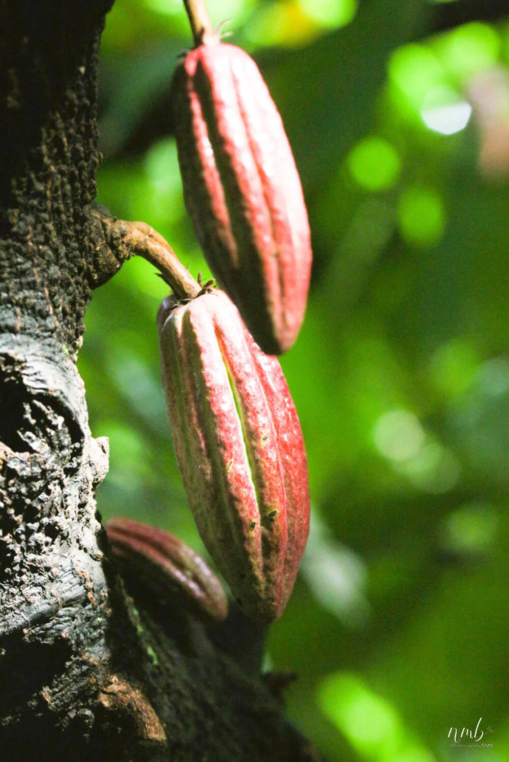 035from the garden web.jpg