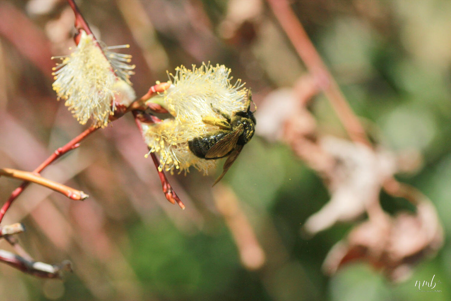 039from the garden web.jpg