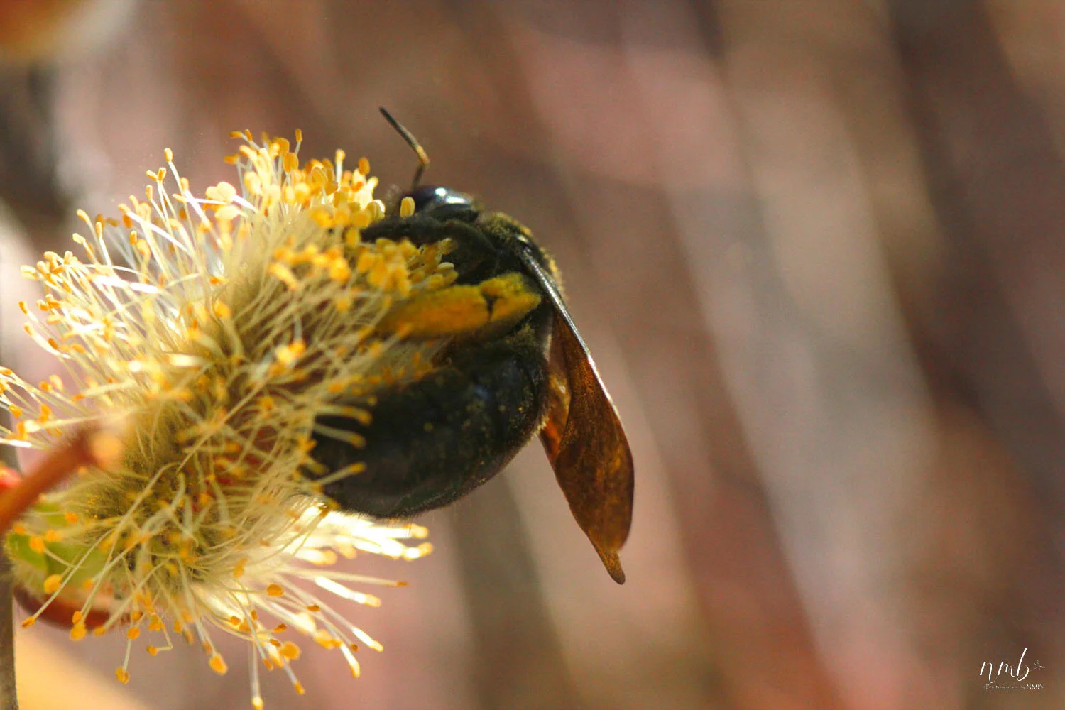 040from the garden web.jpg