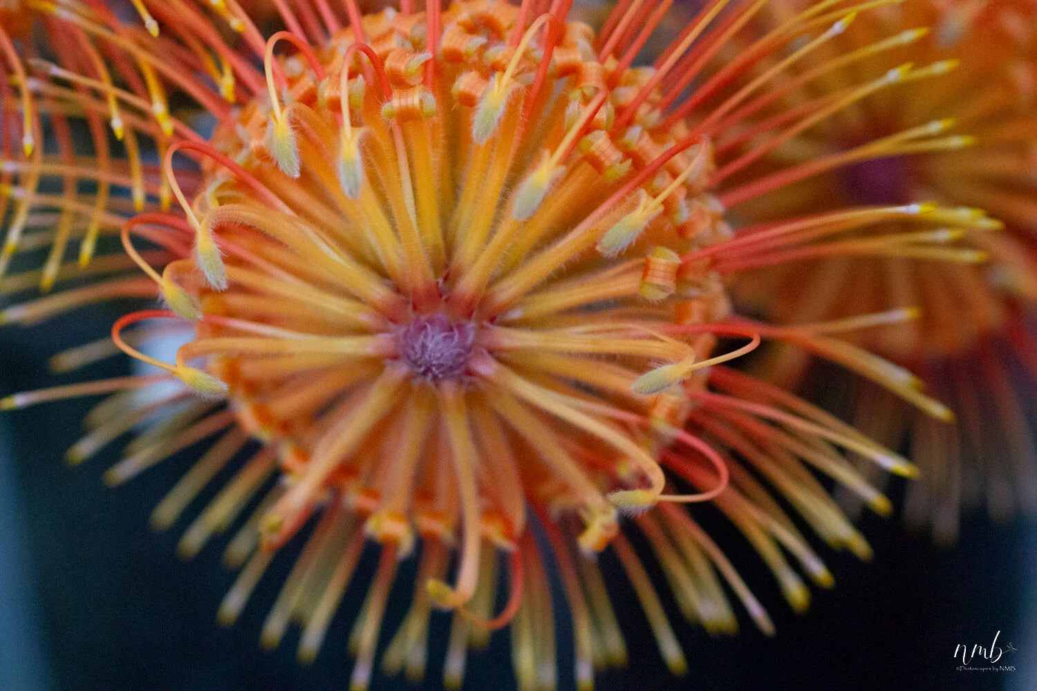 042from the garden web.jpg