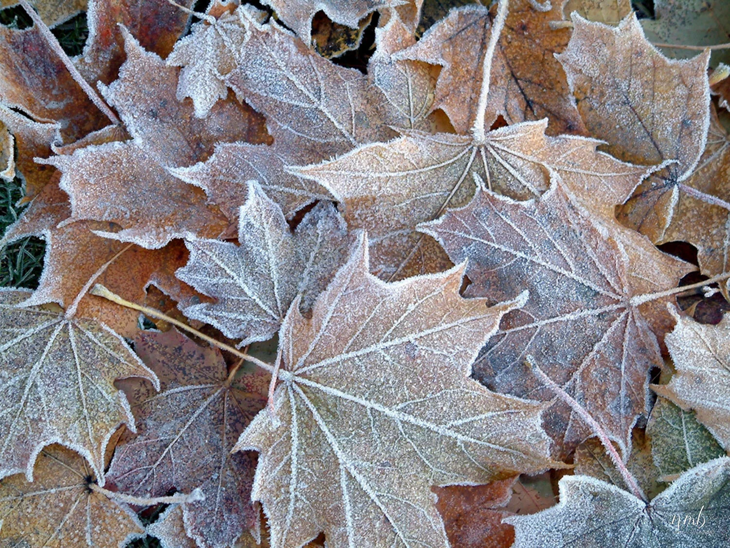044from the garden web.jpg