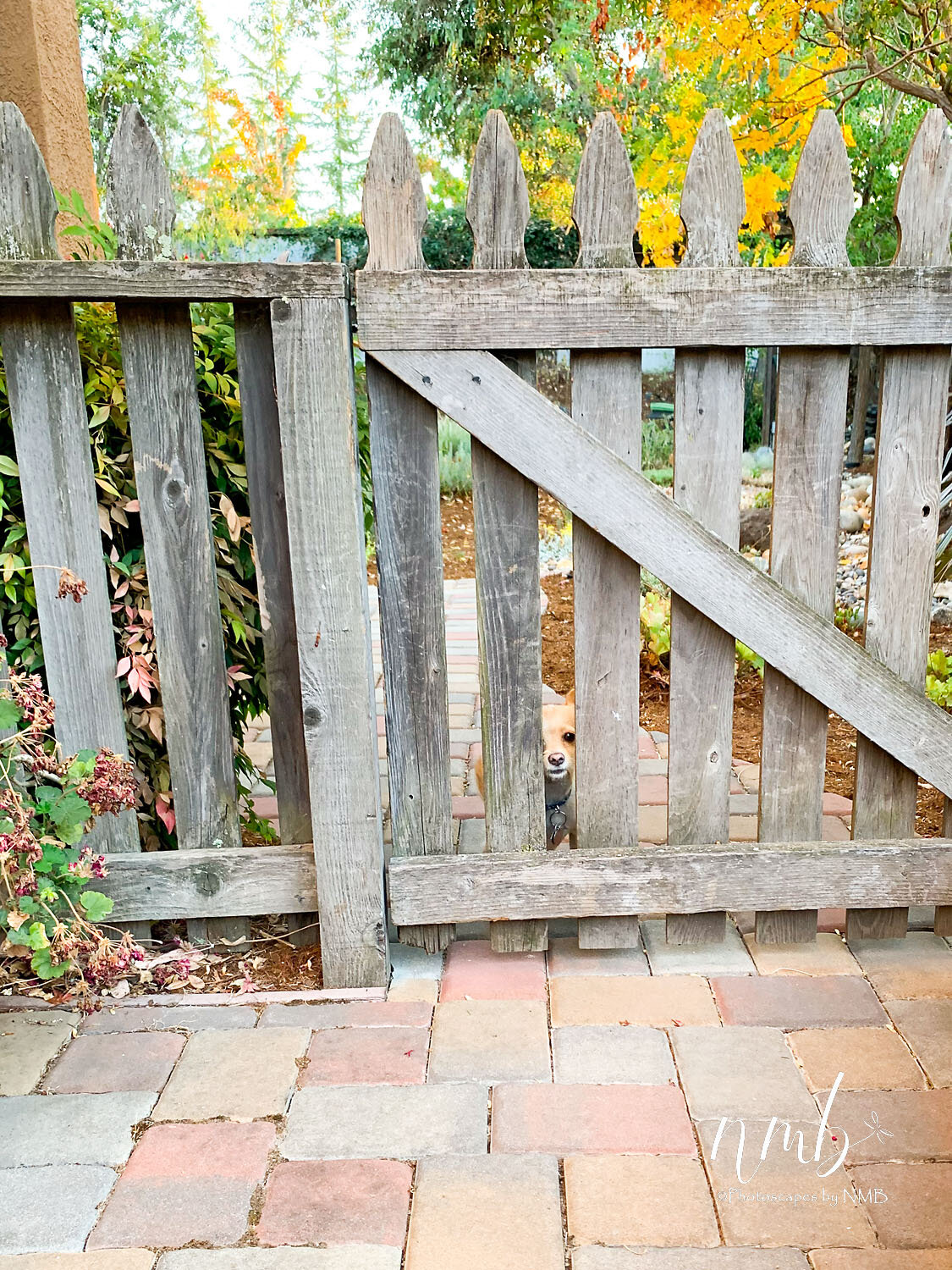 Koa poking his nose through the fence.