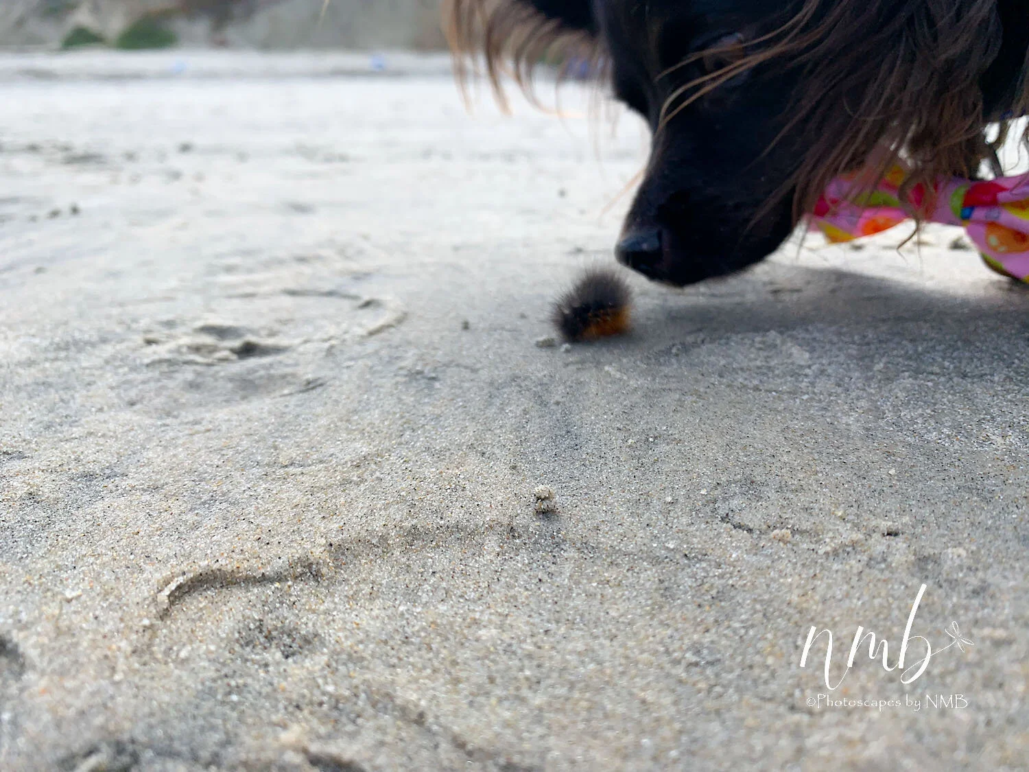 Grizzly found a furry caterpillar on the beach.