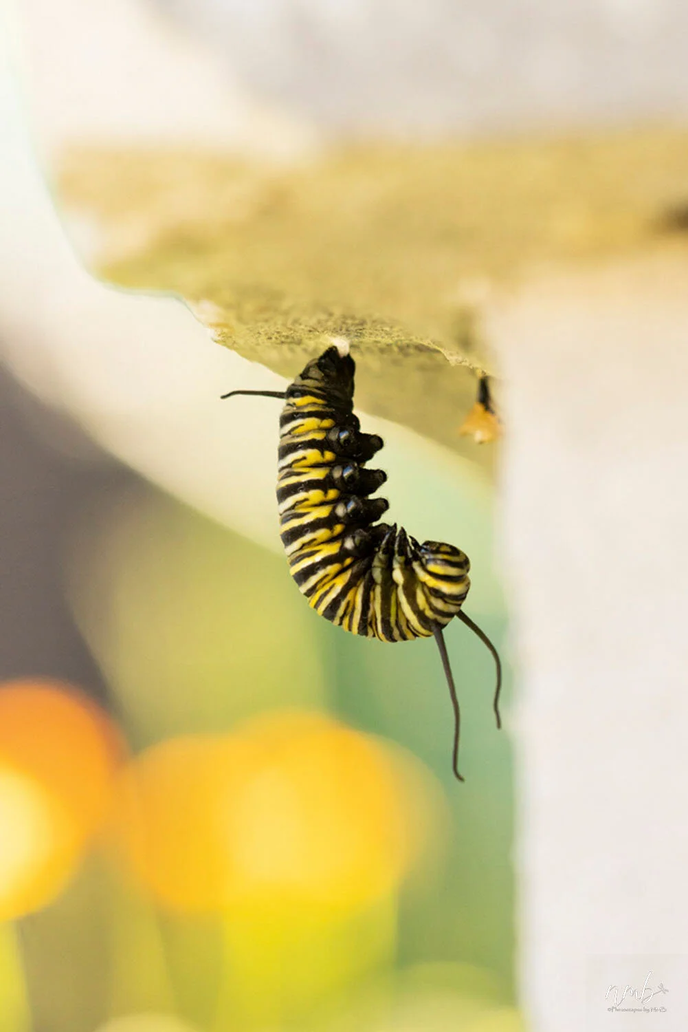 016from the garden web.jpg