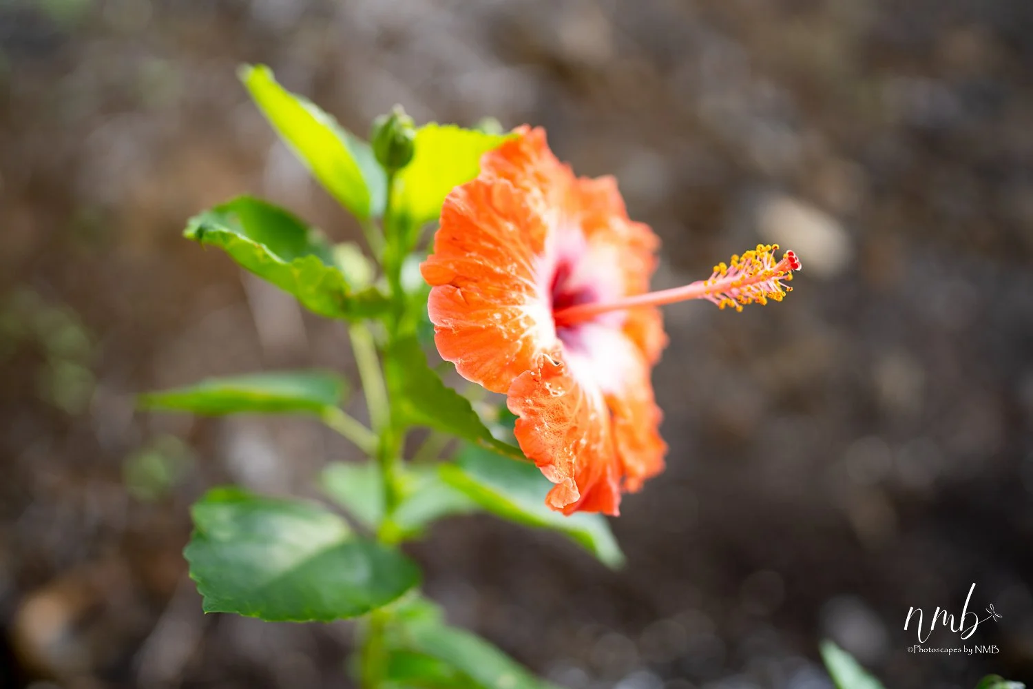 009dec hawaii 2021 .jpg