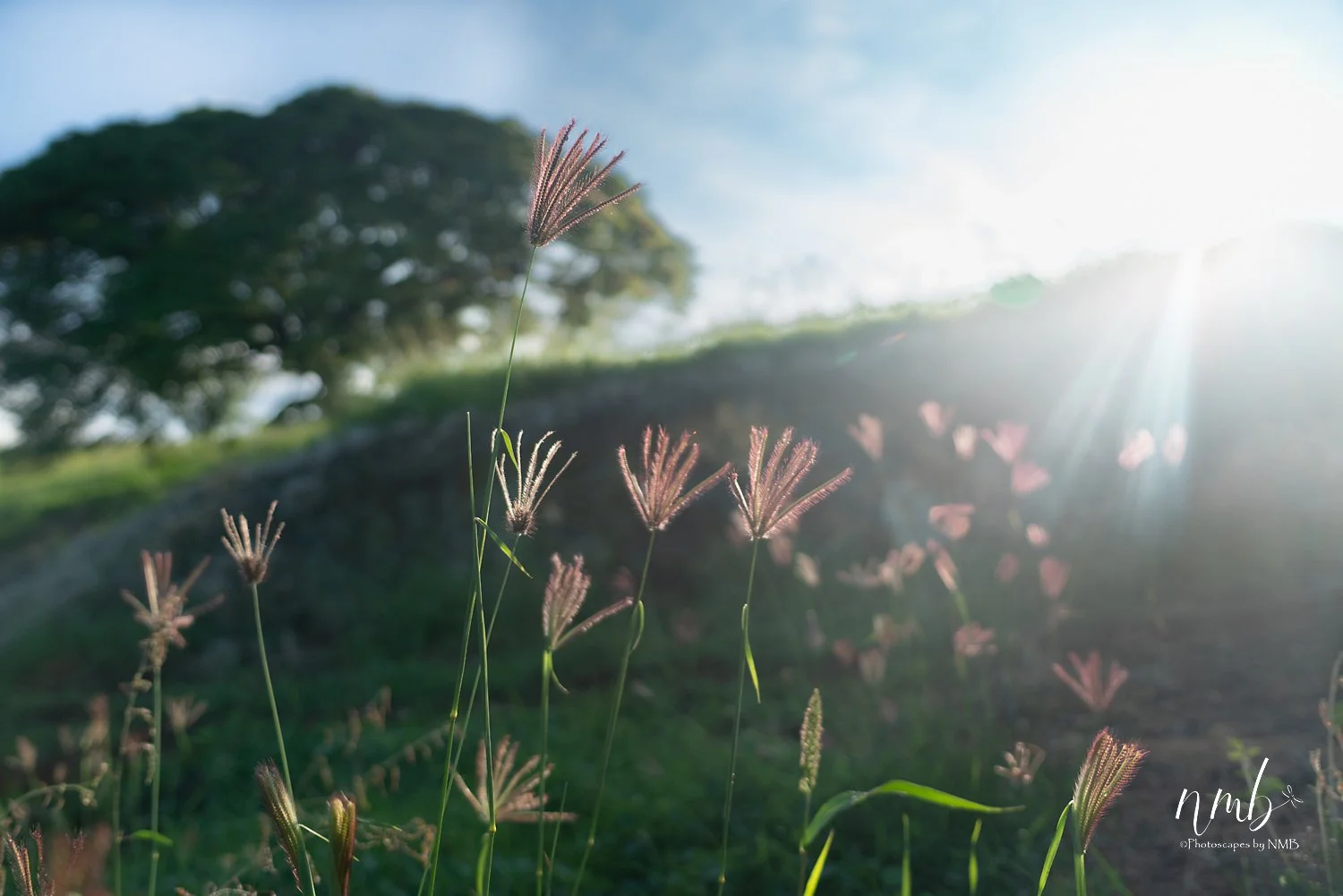 006dec hawaii 2021 .jpg
