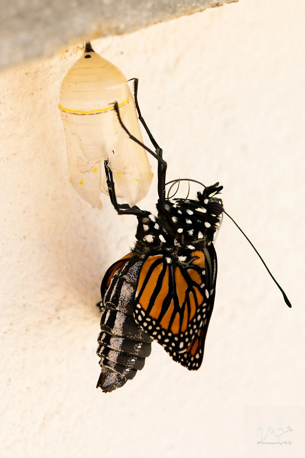 032birth of butterflies .jpg