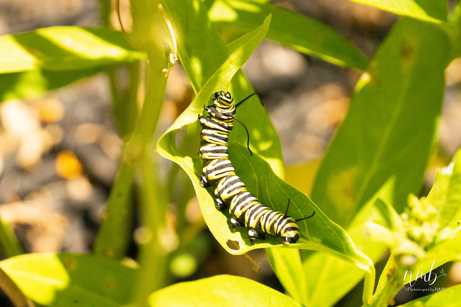 002birth of butterflies .jpg