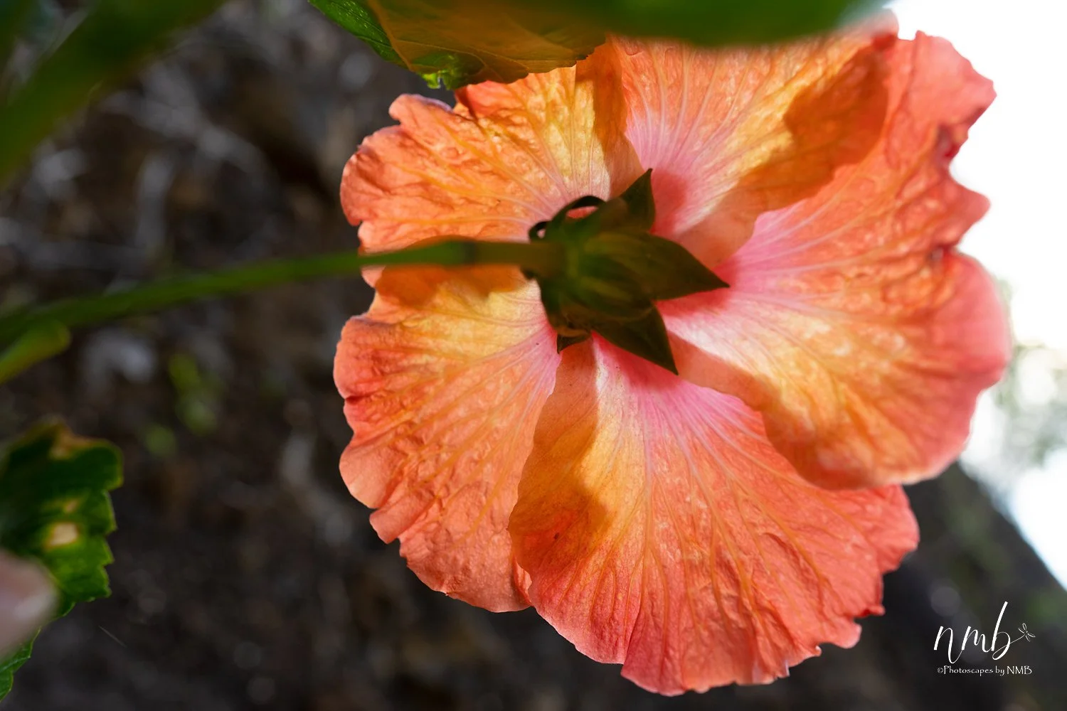 011dec hawaii 2021 .jpg