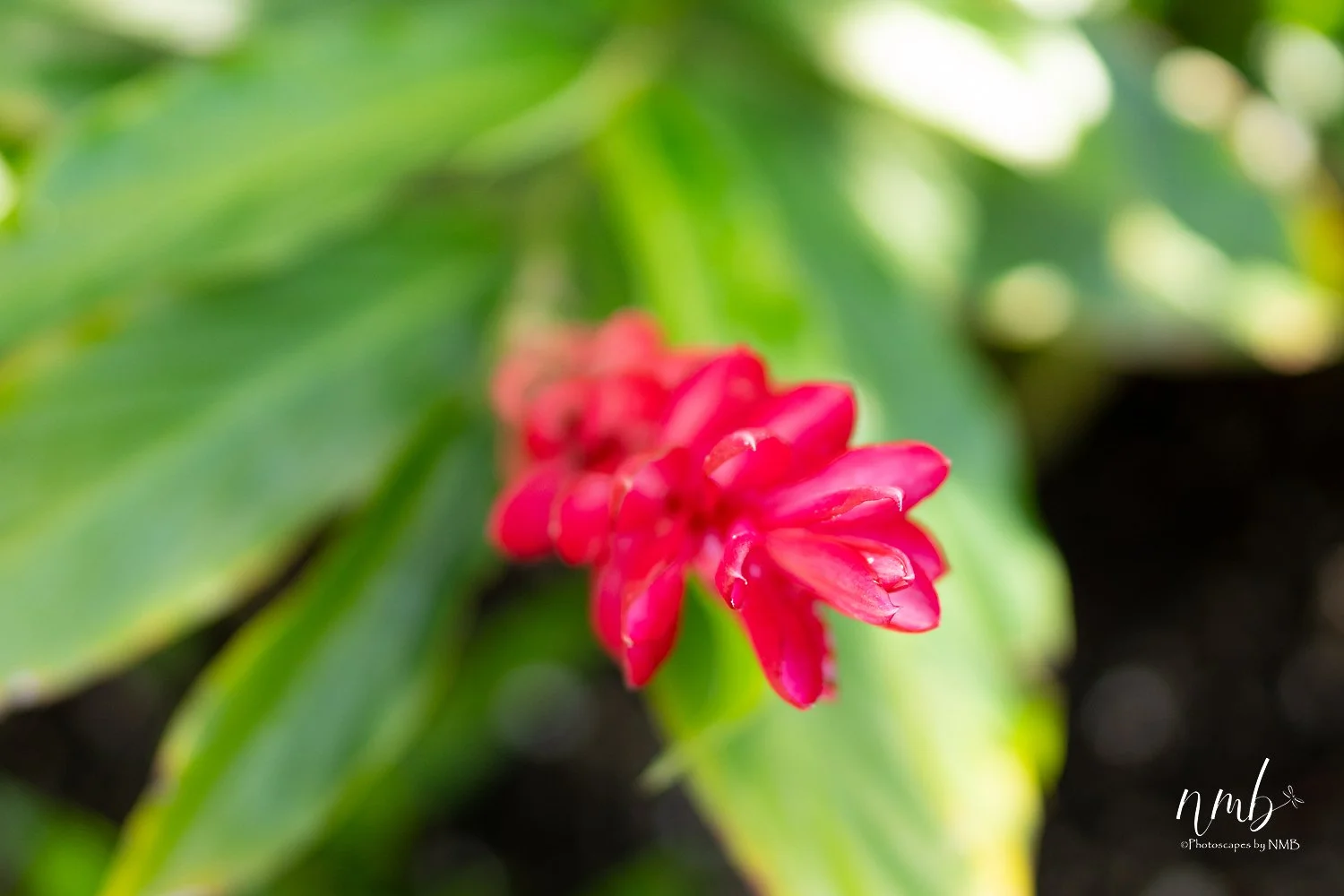 008dec hawaii 2021 .jpg