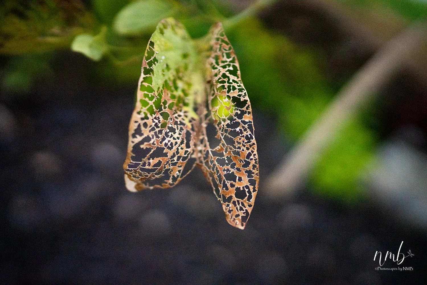 015dec hawaii 2021 .jpg