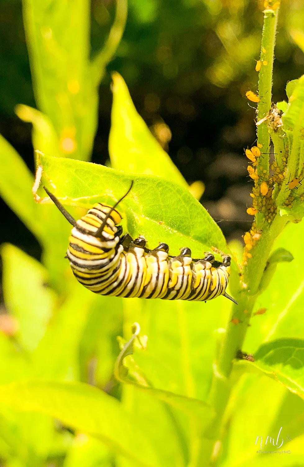 012birth of butterflies .jpg