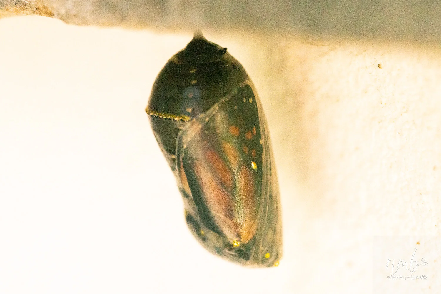 018birth of butterflies .jpg