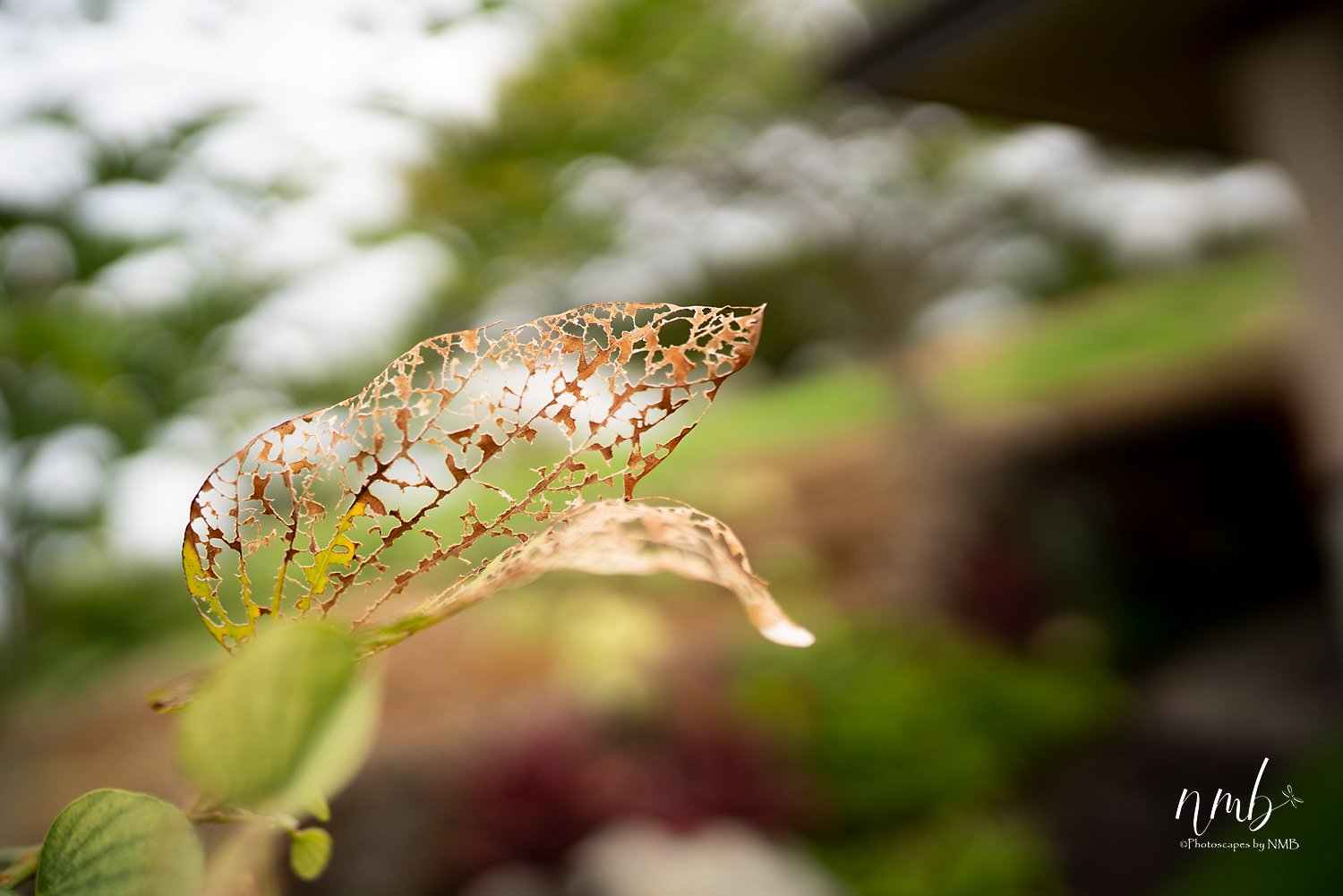 014dec hawaii 2021 .jpg