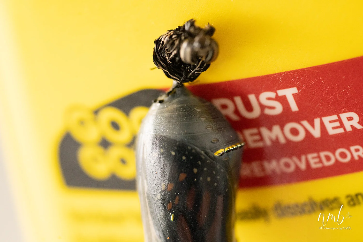 020birth of butterflies .jpg