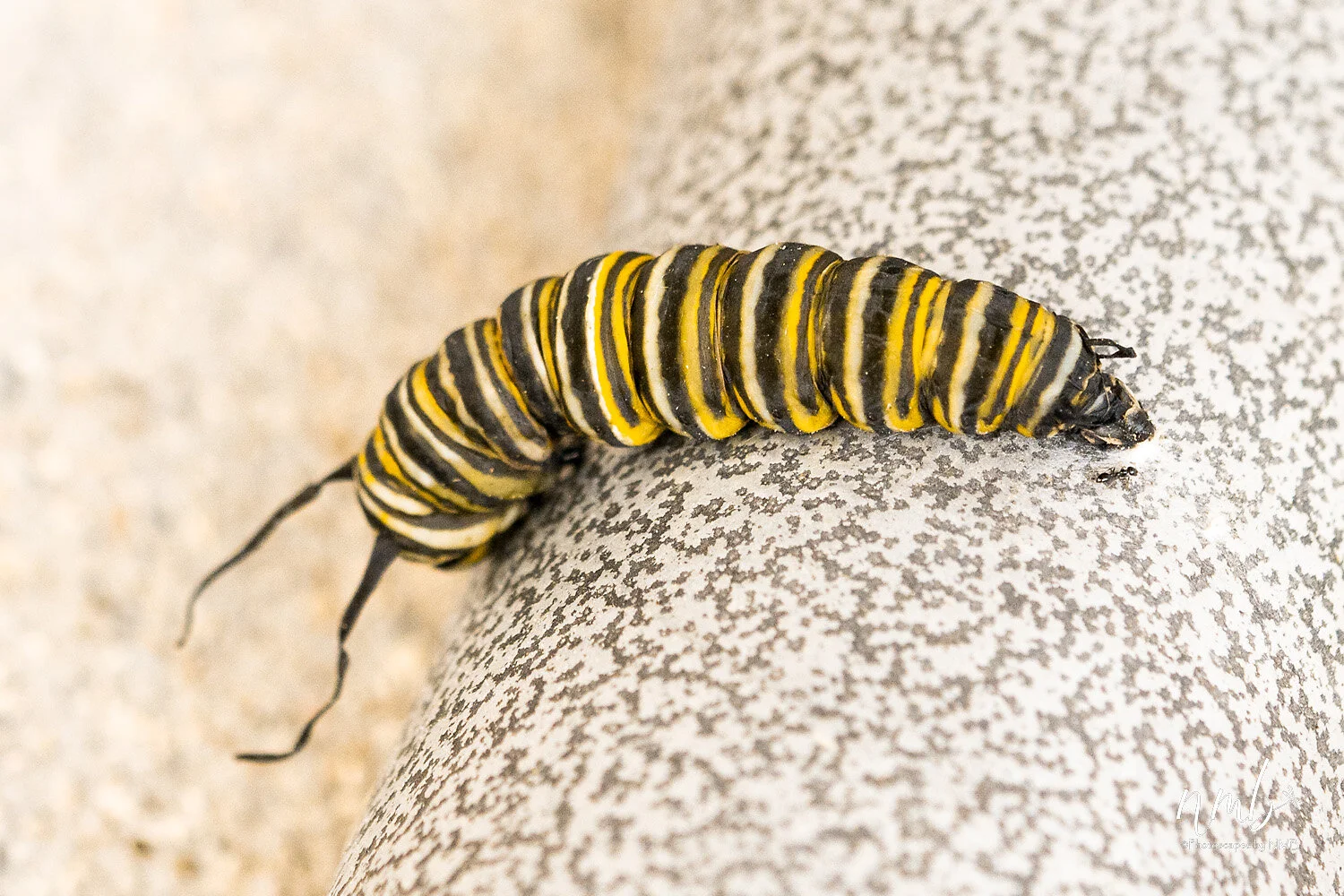 015birth of butterflies .jpg