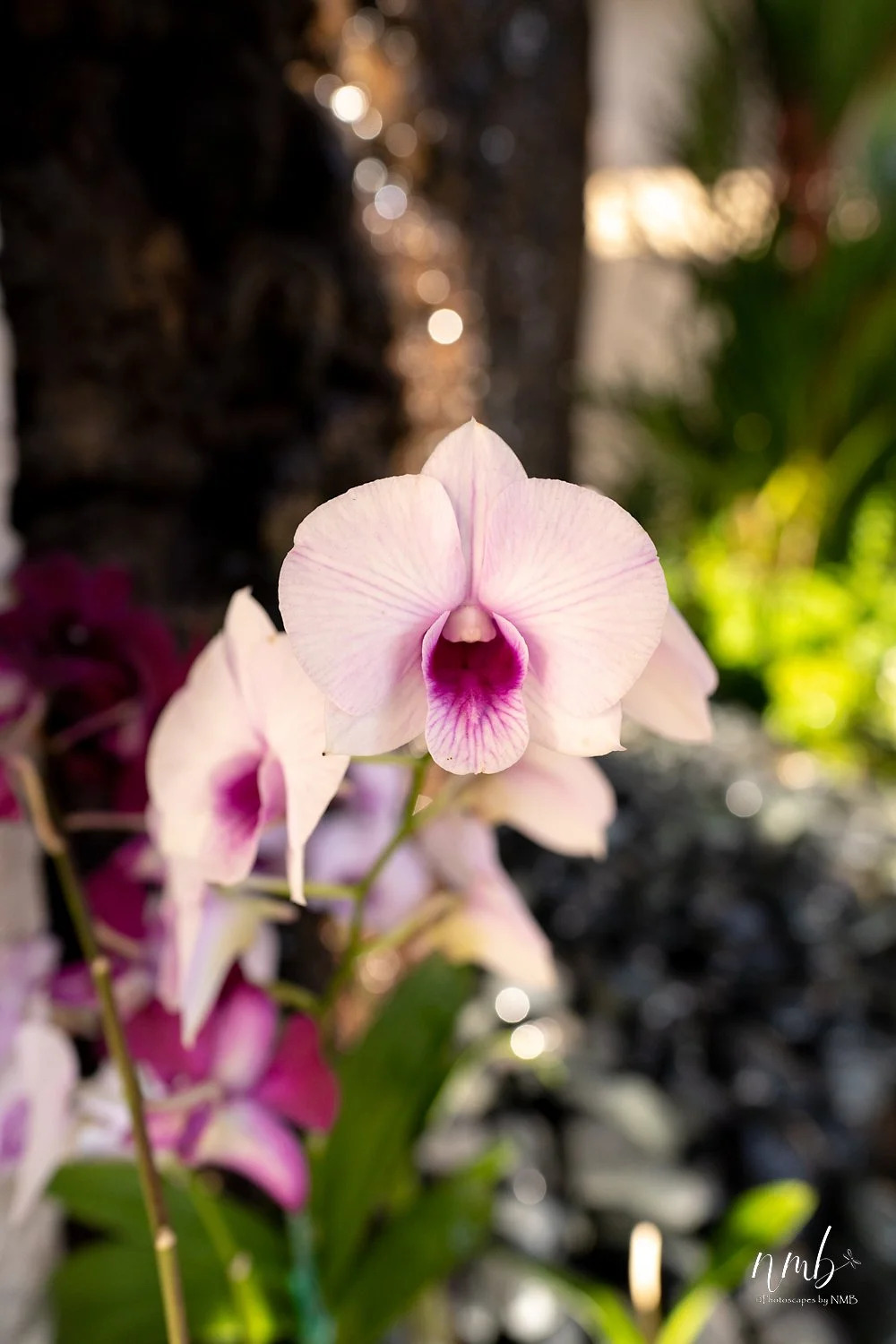 007dec hawaii 2021 .jpg