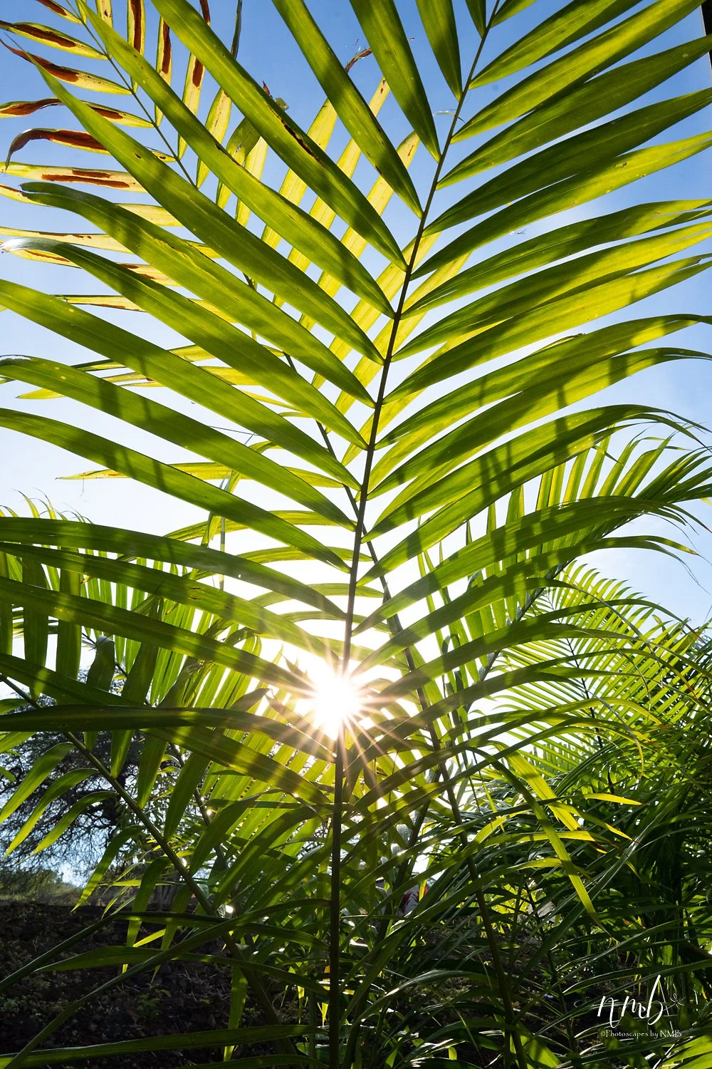 012dec hawaii 2021 .jpg